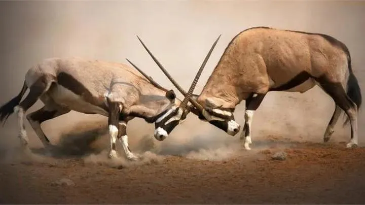 Konkurencja w biologii: Jak wpływa na organizmy w przyrodzie?