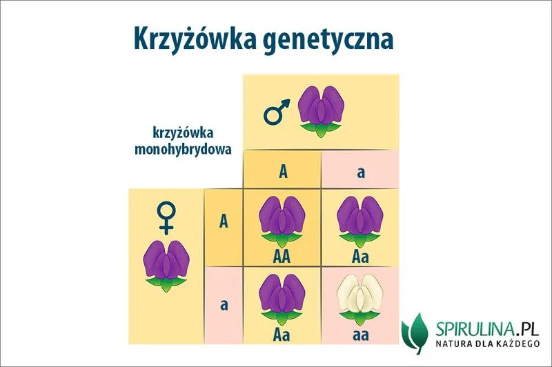 Interaktywne krzyżówki w prezentacji